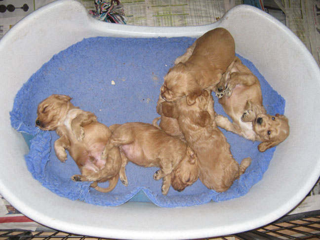 Dragongrdens Kennel